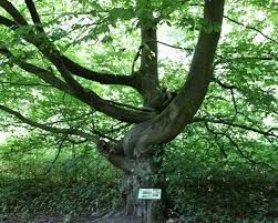 Bomen wandelroute Het Hulsbeek - page image