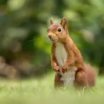 Over ons - page image