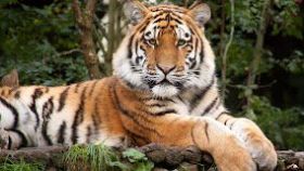 Dierentuin Münster (93 km) - page image