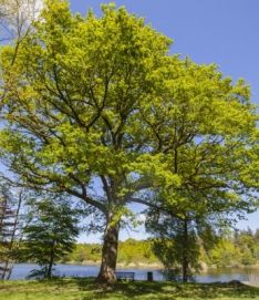 Natuurpad Het Hulsbeek - page image