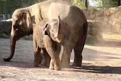 Dierentuin Osnabrück (90 km) - page image