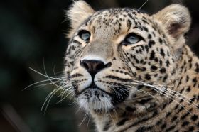 Dierentuin Rheine (48 km) - page image