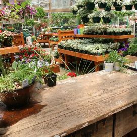 Tuincentrum Borghuis - page image