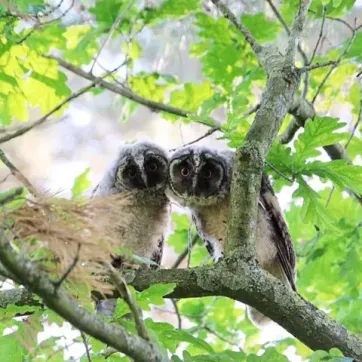 Natuurliefhebbers - page image